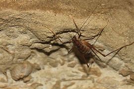 Image result for Spider Cricket