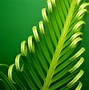 Image result for Light Green Abstract Backgrounds Clip Art