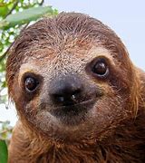 Image result for Sloth Profile