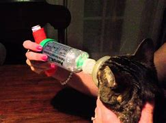 Image result for Cats Breathing with Asthma