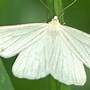 Image result for Albino Moth
