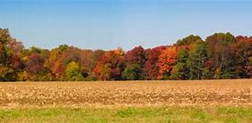 Image result for Fall Field Tree Line