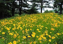 Image result for Shenandoah National Park Wildflowers