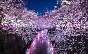 Image result for Best Place to See Cherry Blossoms in Japan