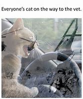 Image result for wars cats memes history