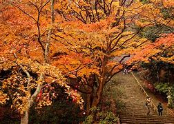 Image result for Nara Japan Autumn