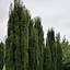 Image result for Taxus baccata Fast. Robusta