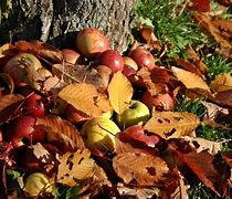 Image result for Apple Tree Leaf Curl