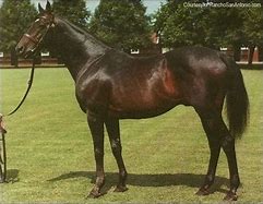 Image result for Shergar Horse