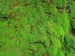 Image result for Stone Moss Background