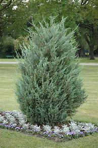 Image result for Juniperus scopulorum Moonglow