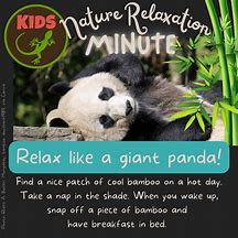 Image result for Giant Panda Poster