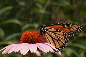 Image result for Wild Flowers Butterfly