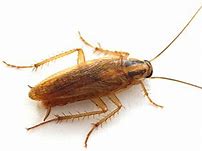 Image result for Cricket or Roach