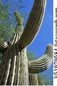 Image result for Desert Cactus Types