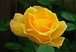 Image result for yellow rose mean