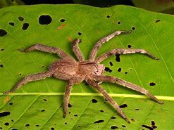 Image result for Brazilian Wandering Spider