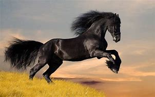 Image result for Pretty Horse Wallpaper