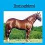Image result for 10 Most Common Horse Breeds