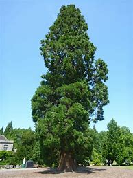 Image result for Sequoiadendron giganteum Philip Curtis