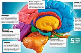 Image result for Brain Shrink