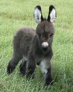 Image result for A Baby Donkey