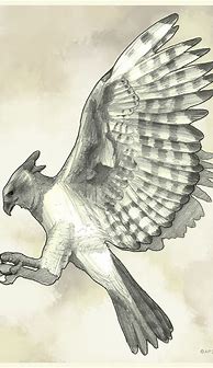 Image result for Harpy Eagle Drawing