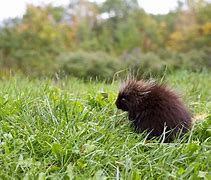 Image result for Cute Baby Porcupine