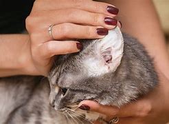 Image result for Cat Ears Papua