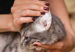 Image result for Cat Ears Pet