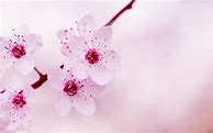 Image result for Kawaii Flower Wallpaper