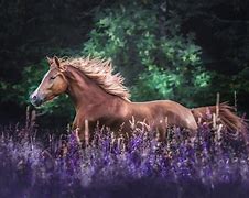 Image result for Horse JPEG HD
