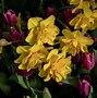 Image result for Narcissus Park Springs