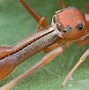 Image result for Weird Looking Bugs