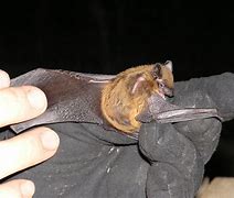 Image result for Vampire Bats in Texas