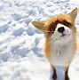 Image result for Cute Red Fox Wallpaper