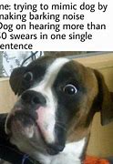 Image result for disoriented dogs memes funniest