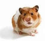 Image result for Color of Hamsters