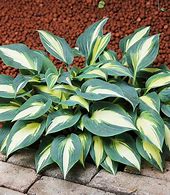 Image result for Hosta Timeless Beauty