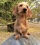 Image result for Dachshund Colors