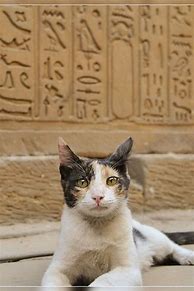 Image result for Egyptian Temple Cats