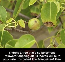 Image result for Manchineel Tree Blisters