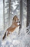Image result for Wild Horses Desktop Wallpaper