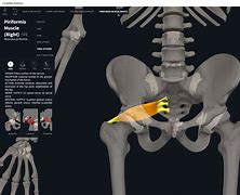Image result for Action of Piriformis Muscle
