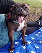 Image result for Baby Staffordshire Bull Terrier