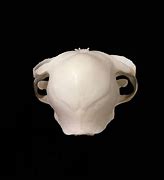 Image result for Persian Cat Skull