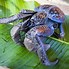 Image result for Coconut Crab Species