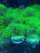 Image result for Dead Neon Green Star Polyps