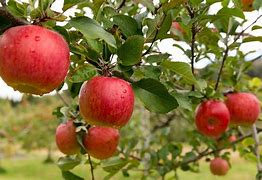 Image result for apples farms