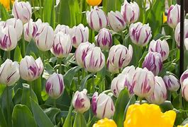Image result for Tulipa Flaming Flag